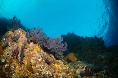 cortez deniz resifleri