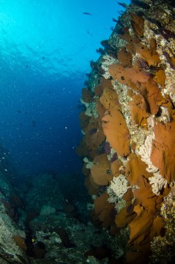 cortez deniz resifleri