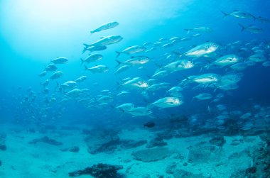 trevally Okulu