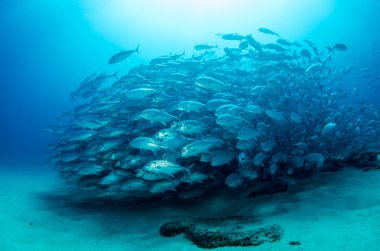trevally Okulu