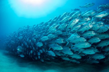 trevally Okulu