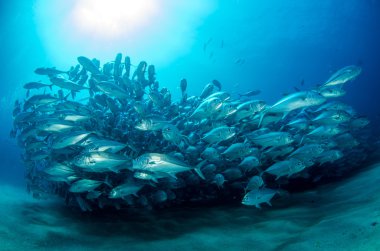 trevally Okulu