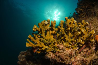cortez deniz resifleri