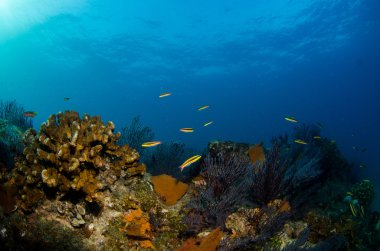 cortez deniz resifleri