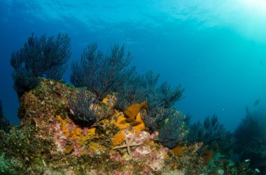 cortez deniz resifleri