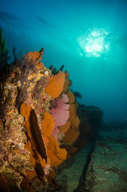 cortez deniz resifleri
