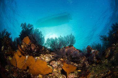 cortez deniz resifleri