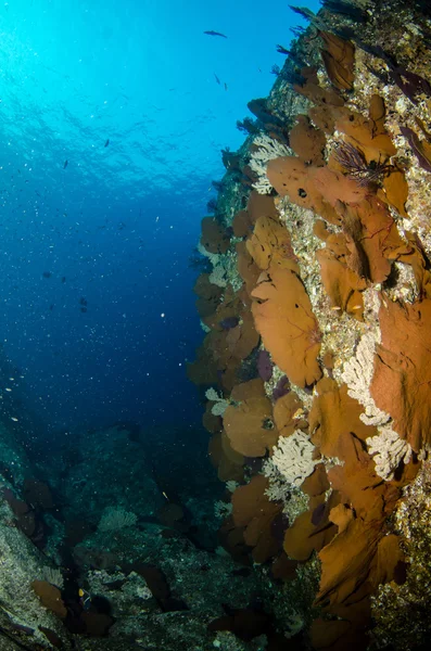 Cortez の海から岩礁 — ストック写真