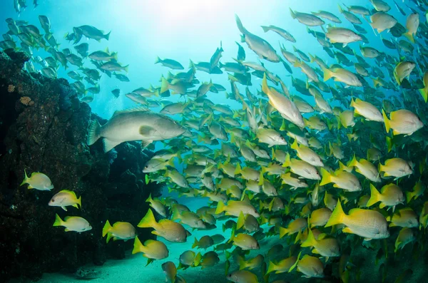 Yellow goatfish from reefs — Stock Photo, Image