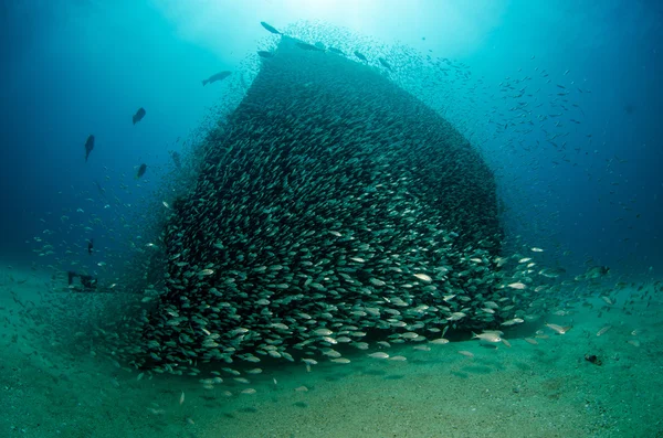 École de poisson d'argent — Stock fotografie