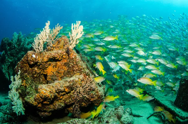Peixe caprino amarelo dos recifes — Fotografia de Stock