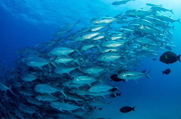 Escola de Trevally — Fotografia de Stock