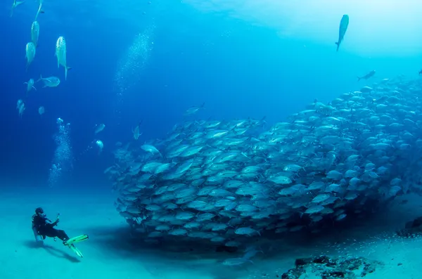 Escola de Trevally — Fotografia de Stock