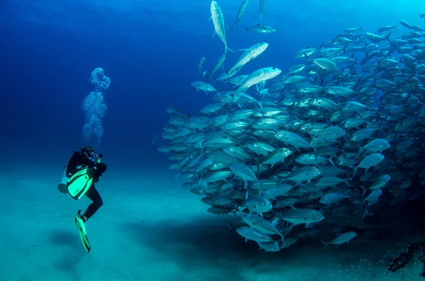 Trevally escuela — Foto de Stock