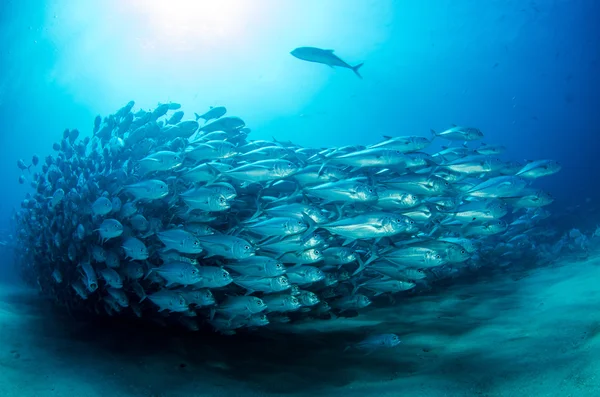 Trevally school — Stockfoto