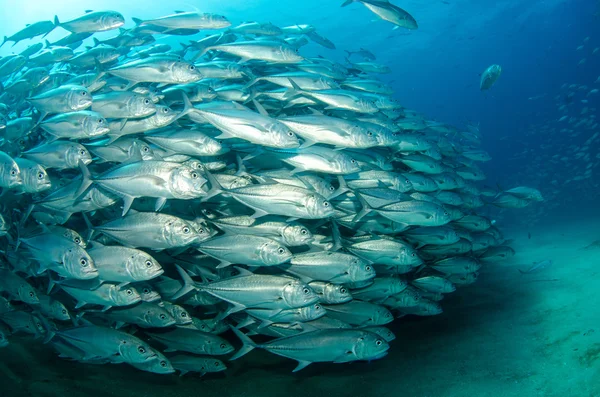 Trevally school — Stock Photo, Image