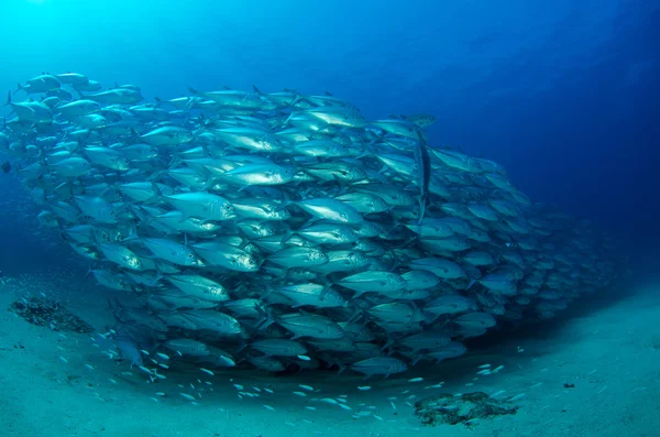 Escola de Trevally — Fotografia de Stock