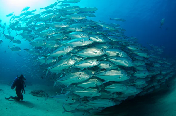 Trevally school — Stockfoto