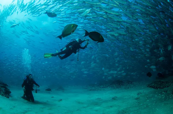 Trevally school — Stock Photo, Image