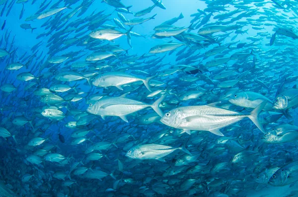 Escola de Trevally — Fotografia de Stock