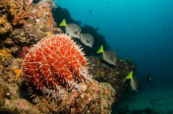 Cortez の海から岩礁 — ストック写真