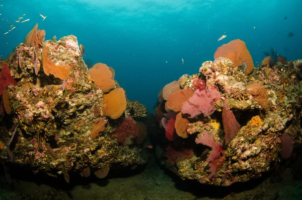 Récifs de la mer de Cortez — Photo