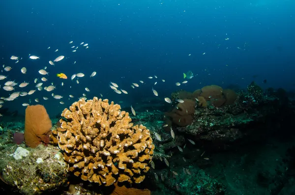 Cortez の海から岩礁 — ストック写真