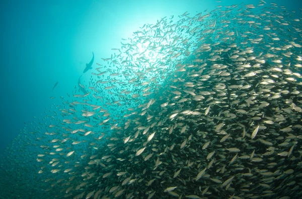 École de poisson d'argent — Stock fotografie