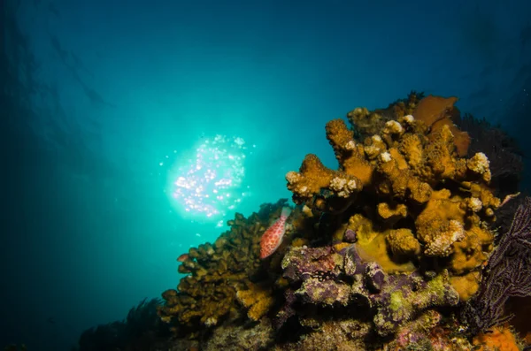 Рифи від море Кортеса — стокове фото