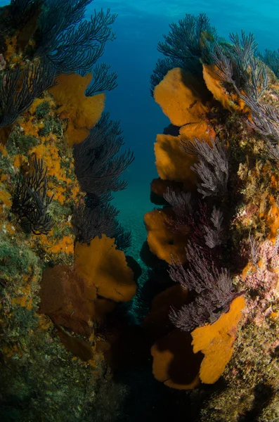 Rev från havet av cortez — Stockfoto