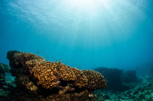 Récifs de la mer de Cortez — Photo