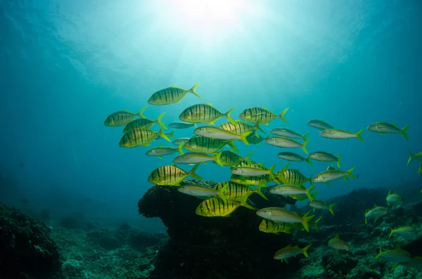 Peixe-piloto — Fotografia de Stock