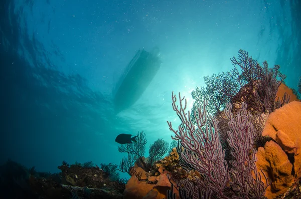 Rafy z Morza Corteza — Zdjęcie stockowe