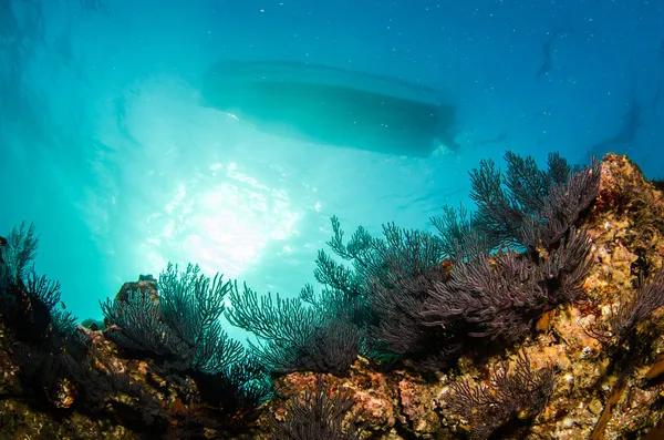 코르 테 즈의 바다에서 암초 — 스톡 사진