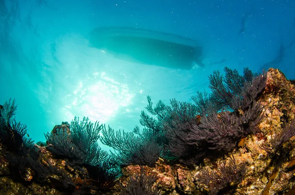 Scogliere dal mare di Cortez — Foto Stock