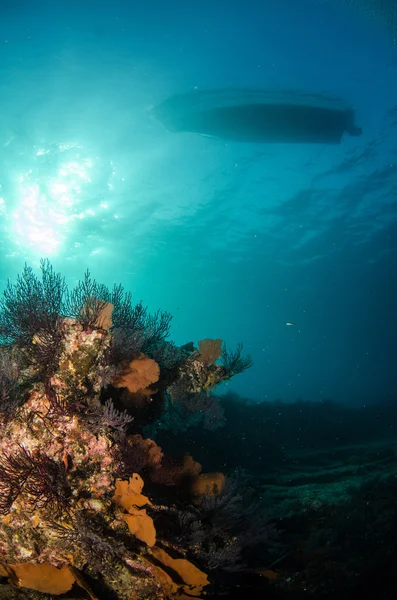 cortez deniz resifleri
