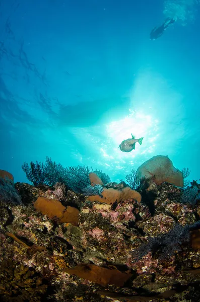 Arrecifes del Mar de Cortés — Foto de Stock