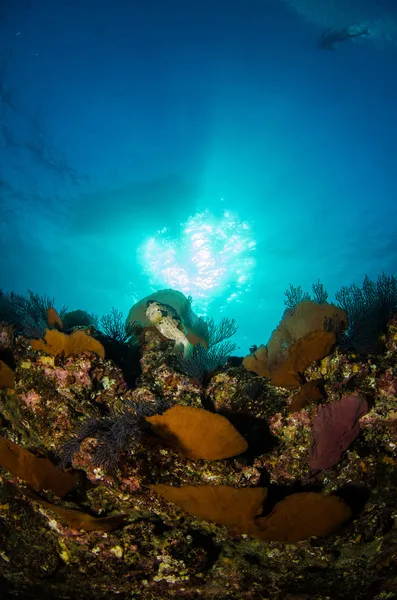 Scogliere dal mare di Cortez — Foto Stock