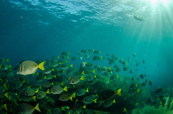 Karibiska grymtningar och snapper — Stockfoto