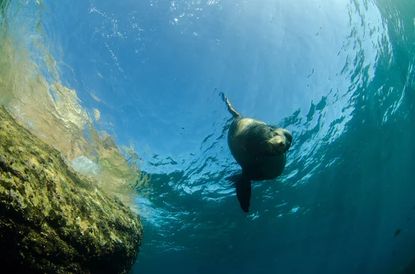 Californian Sea Lion — Stock Photo, Image