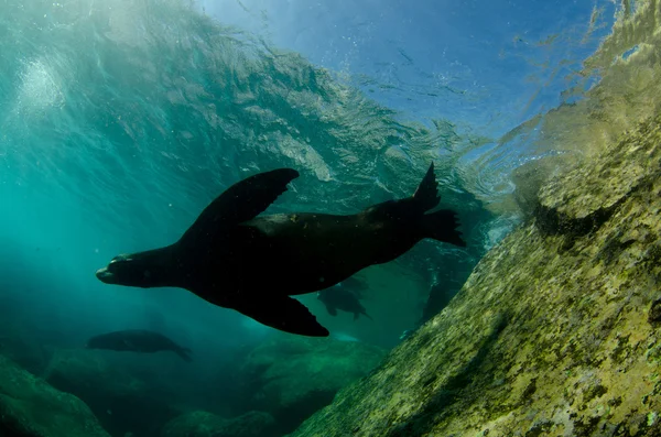 Californian Sea Lion — Stock Photo, Image