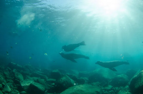 Californian Sea Lion — Stock Photo, Image