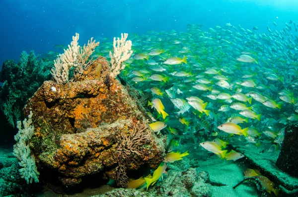 Gele goatfish van riffen Stockfoto