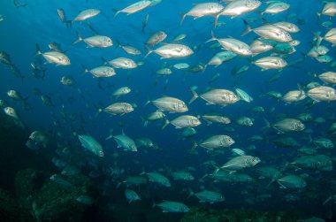 trevally Okulu
