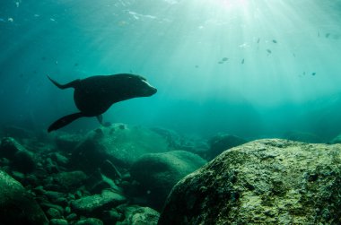 Californian Sea Lion clipart