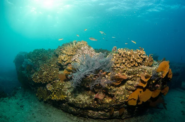 Arrecife de coral del Caribe . —  Fotos de Stock