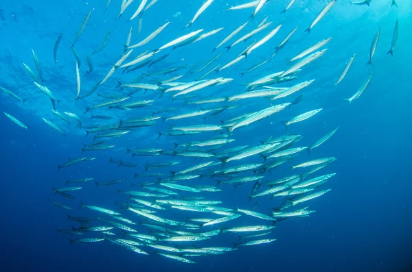 Meksikalı barracuda — Stok fotoğraf