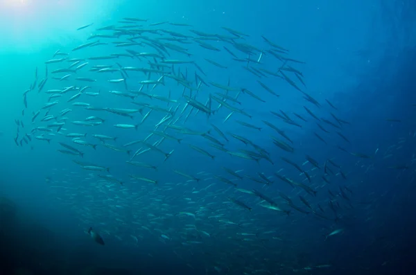 Barracuda mexicana — Foto de Stock