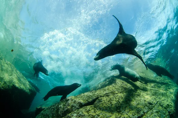 Californian Sea Lion — Stock Photo, Image