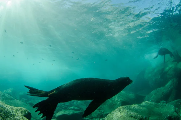 Californian Sea Lion — Stock Photo, Image